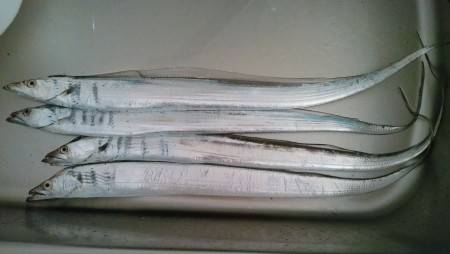 今年初タッチー